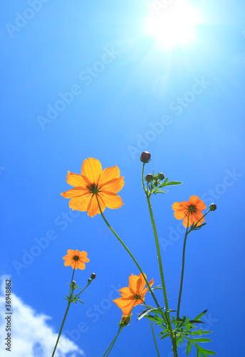 Fototapeta Naklejka Na Ścianę i Meble -  Cosmos flower and sunlight