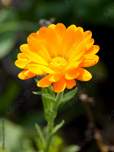 Pot marigold