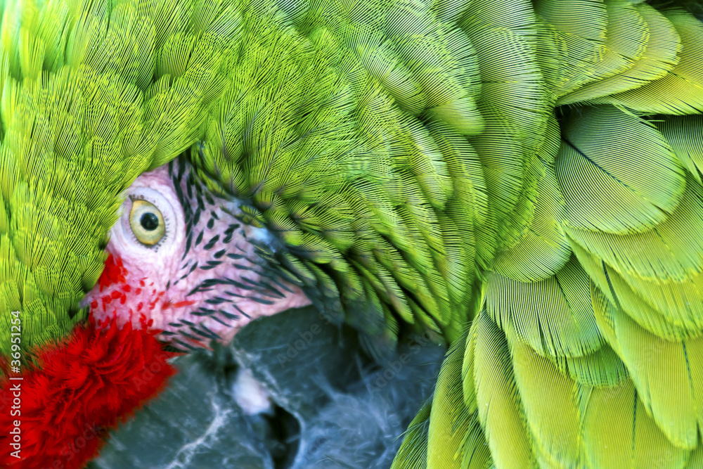 Fototapeta premium Green Red Feathers Military Macaw Close Up