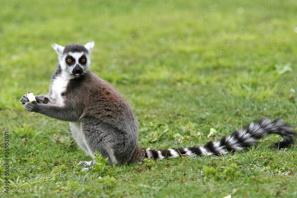 Lémurien Maki Catta