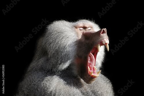Wild baboon photo
