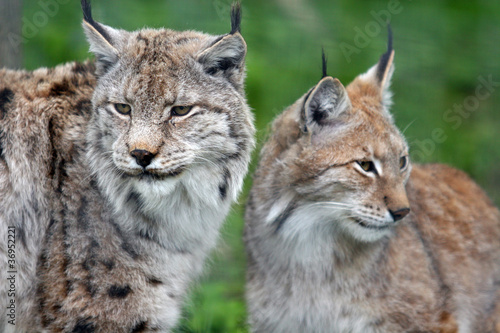 Lynx d'Europe © Picture Catcher