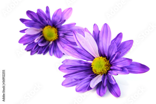 Two Gerber  flowers
