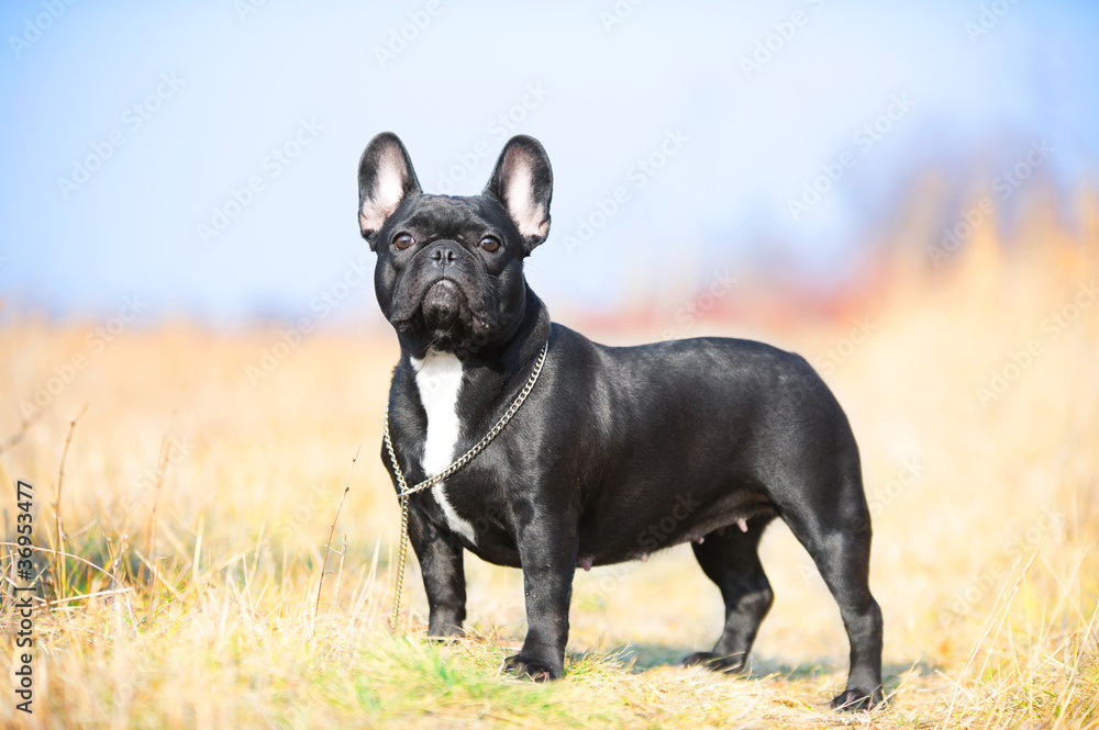 French Bulldog