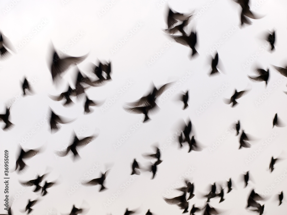 Naklejka premium Starlings