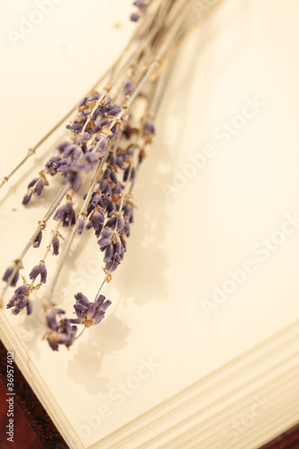 Getrockneter Lavendel / dried lavender