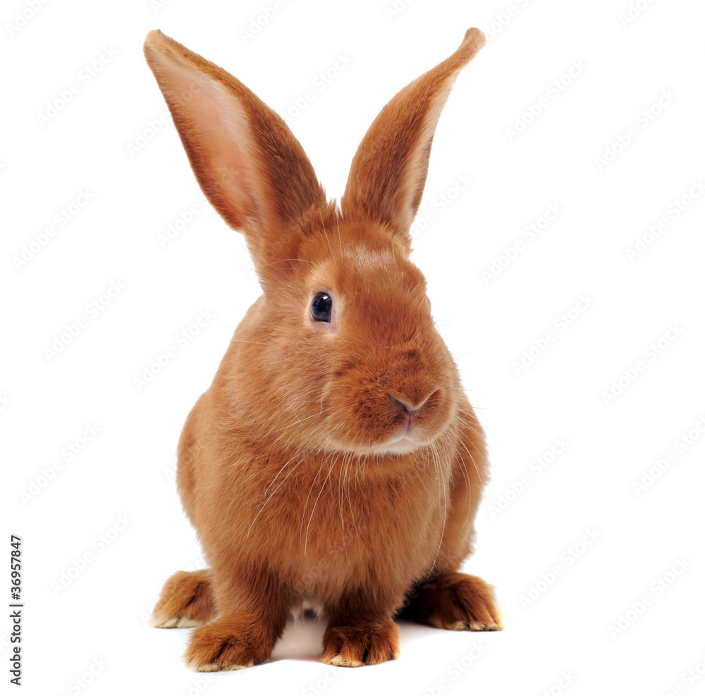 young rabbit young rabbit