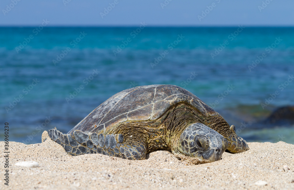 Fototapeta premium Green Sea Turtle chilling