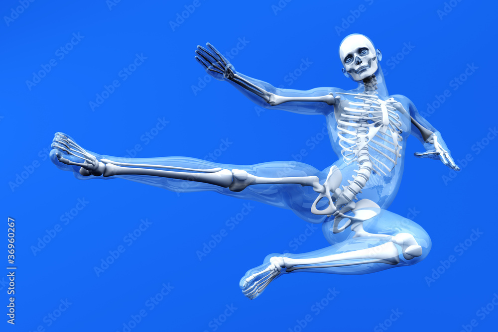 Anatomie - Sprung Anatomie - Sprung