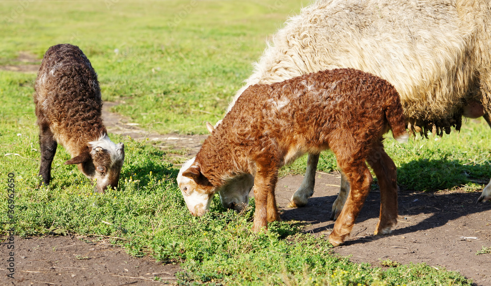Obraz premium The lamb and sheep are grazing on a meadow