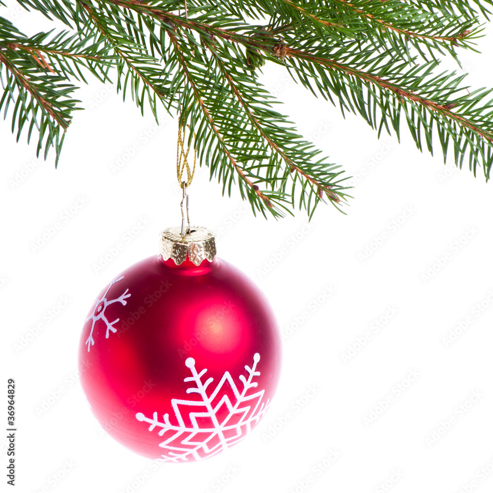 red ball hanging from spruce christmas tree red ball hanging from spruce christmas tree