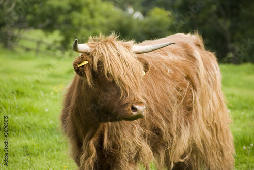 Pure Breed Highland Cattle, Wales, UK