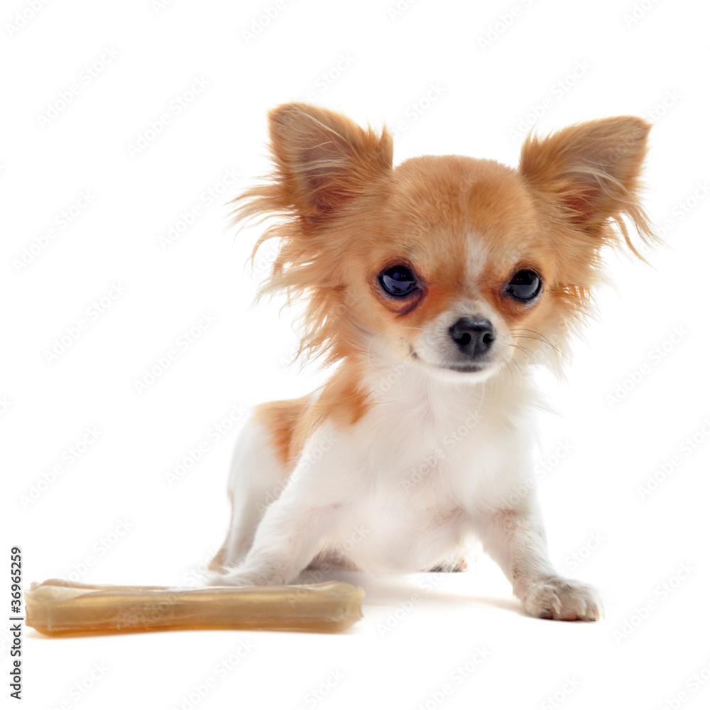 puppy chihuahua and bone puppy chihuahua and bone