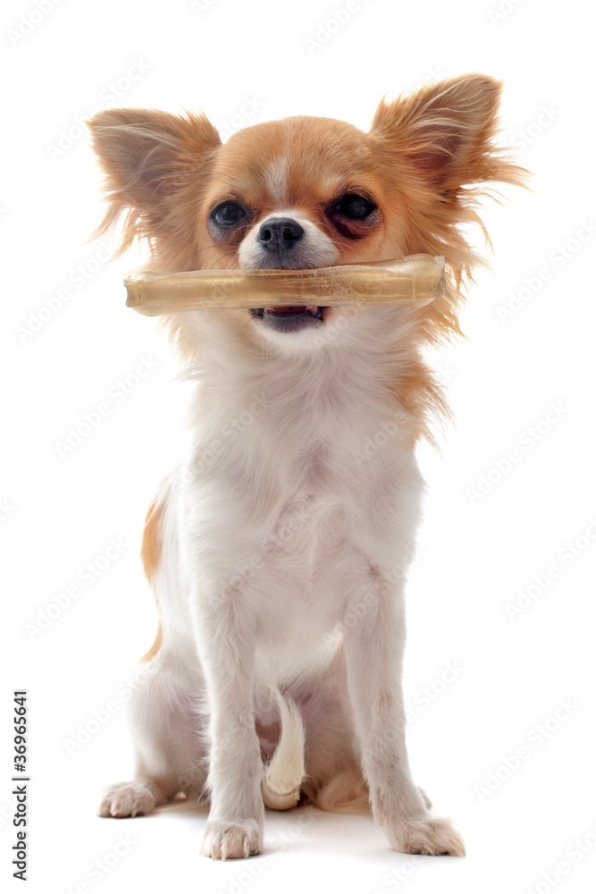 chiot chihuahua et son os chiot chihuahua et son os