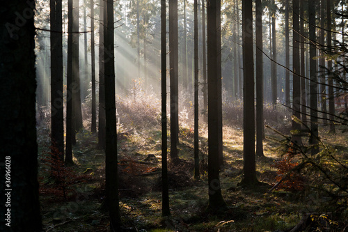 Autumn morning in Rold Skov Denmark
