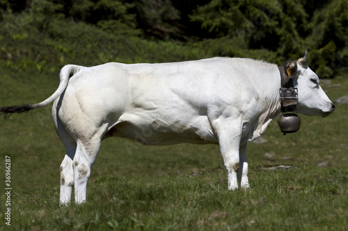 Portrait of a Piedmontese breed of beef