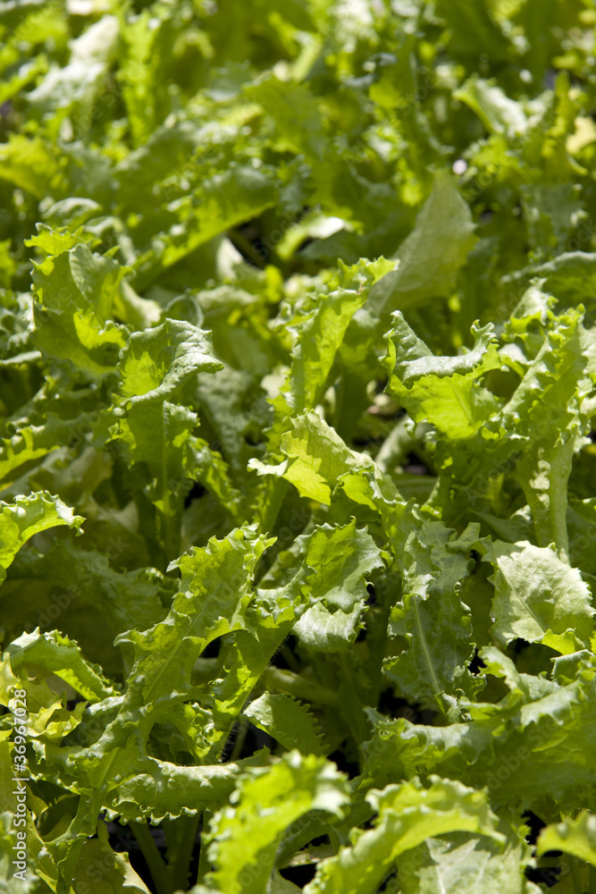 lettuce plants in a greenhouse lettuce plants in a greenhouse