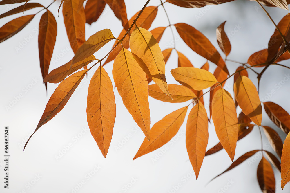 Beautiful Autumn leaves in golden tones Beautiful Autumn leaves in golden tones