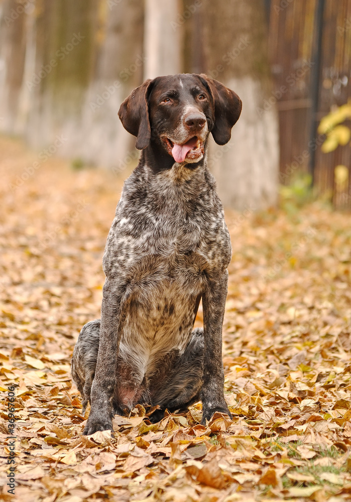 German Shorthaired Pointer (Deutsch Kurzhaar) in Autumn Park German Shorthaired Pointer (Deutsch Kurzhaar) in Autumn Park