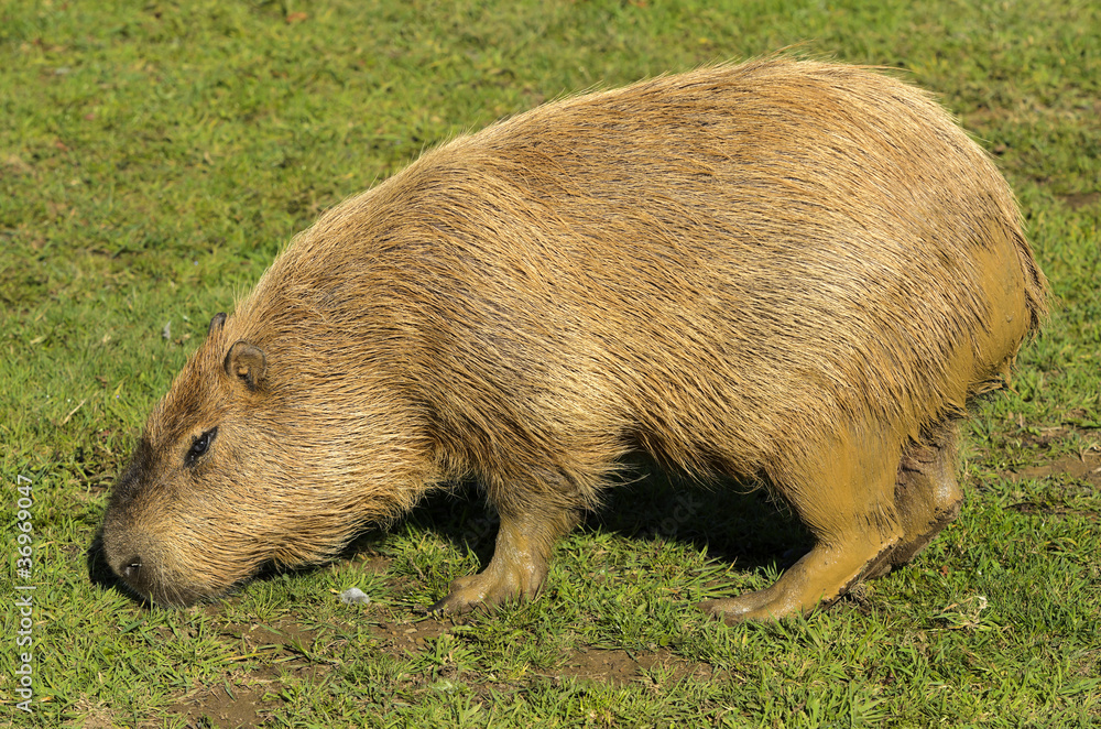 Capybara Capybara