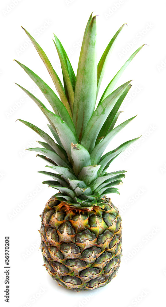 Pineapple Pineapple