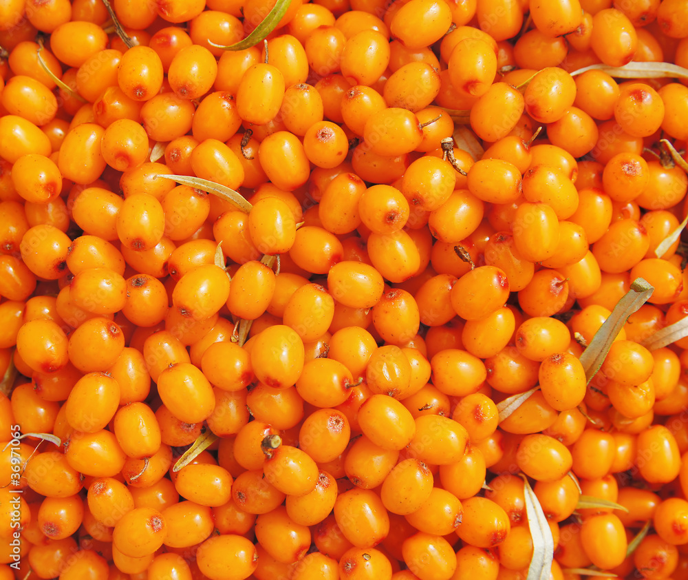 The background of sea-buckthorn berries