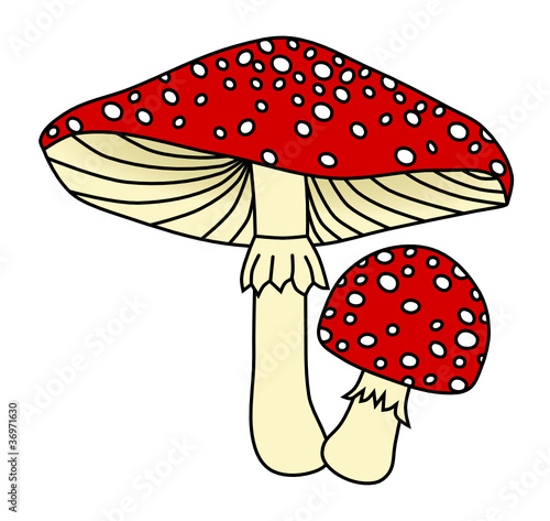 fliegenpilze