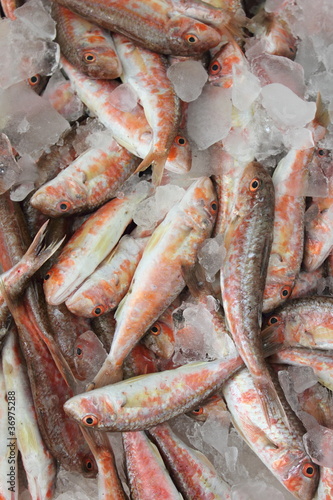 Fresh Red Mullet on ice at the fishmonger