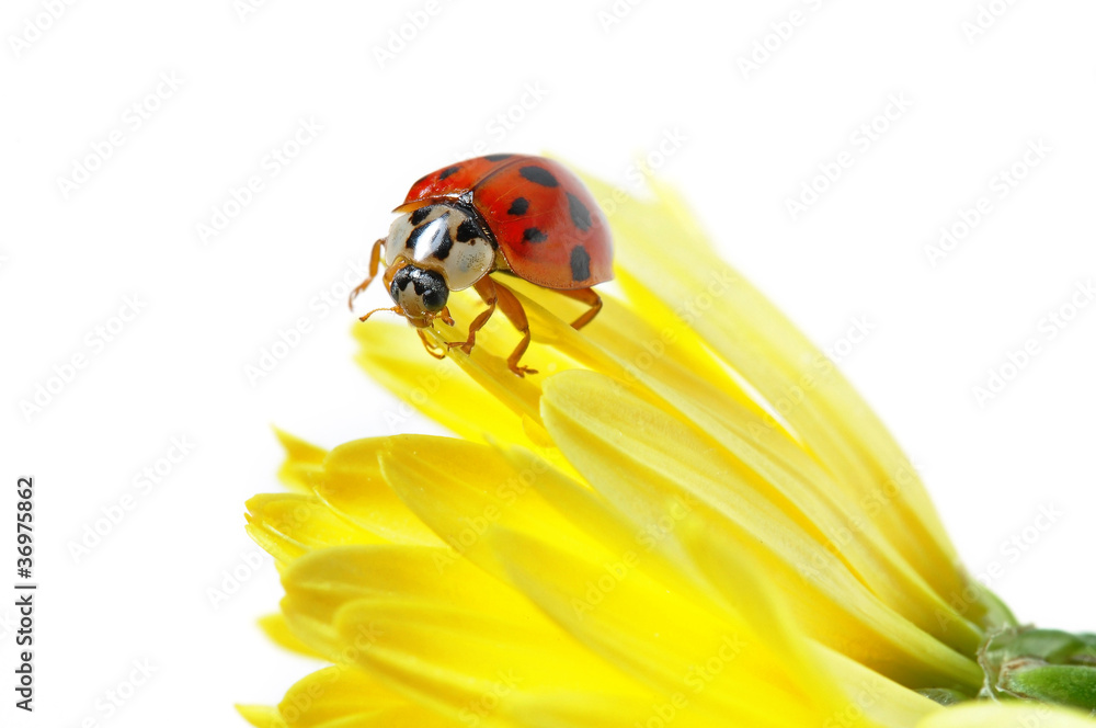 Marienkäfer auf gelber Gerbera Marienkäfer auf gelber Gerbera