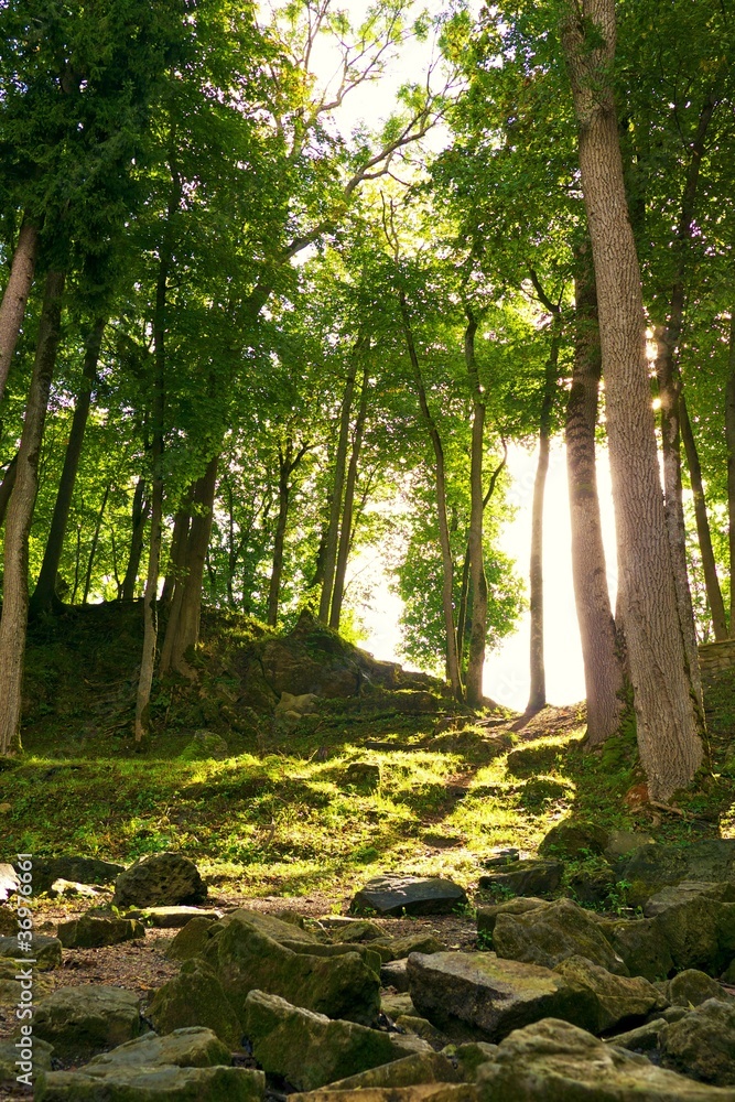 Fototapeta premium Sunshine in a forest.
