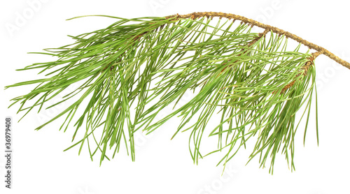 Pine branch isolated on white