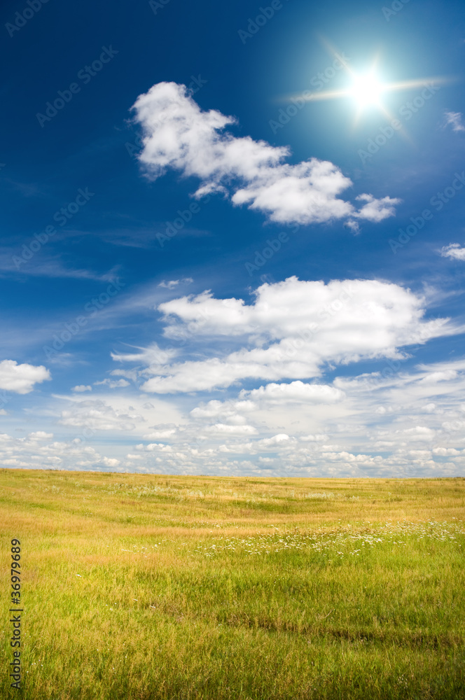 The sun in blue sky above of  floral meadow.