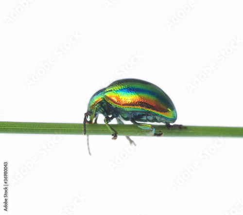 Cheerful iridescent bug on a white background