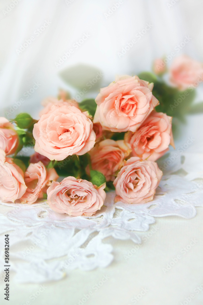 beautiful roses on a white background beautiful roses on a white background