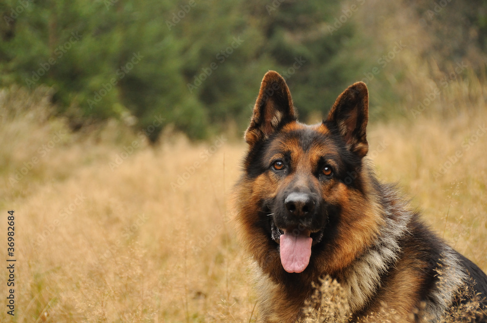 German shepard lying in yellow grass German shepard lying in yellow grass