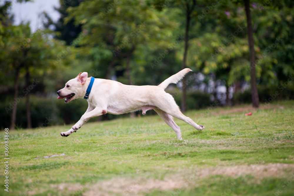 Labrador dog running Labrador dog running
