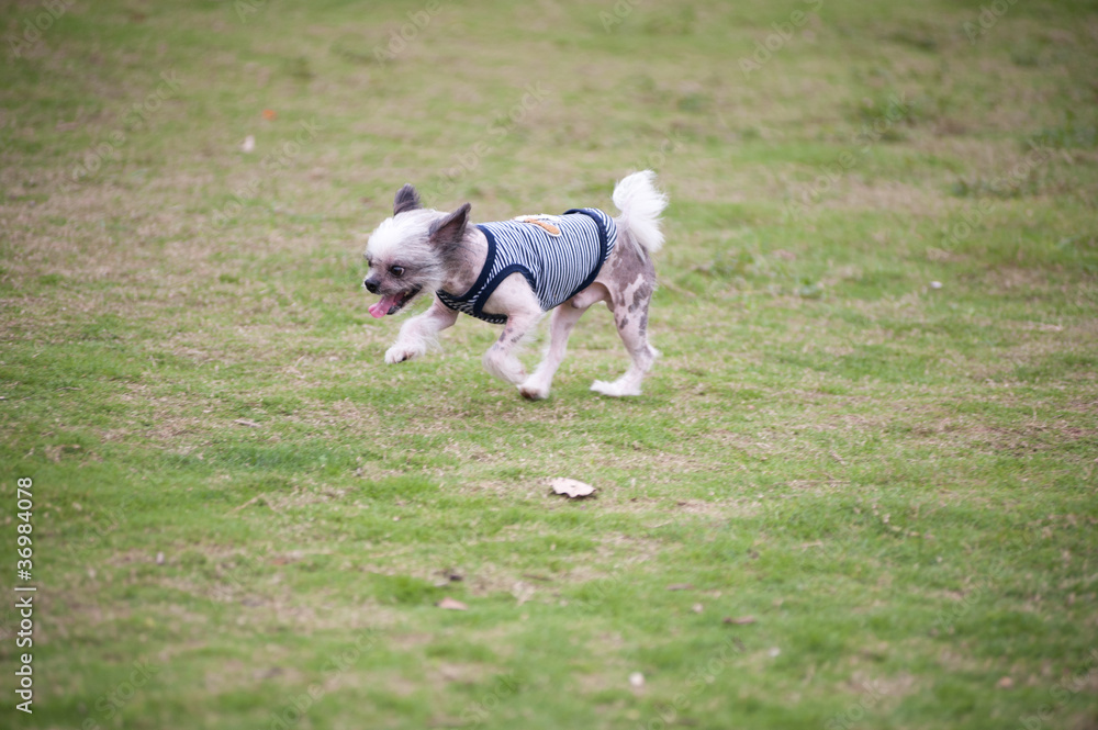 Chihuahua dog running