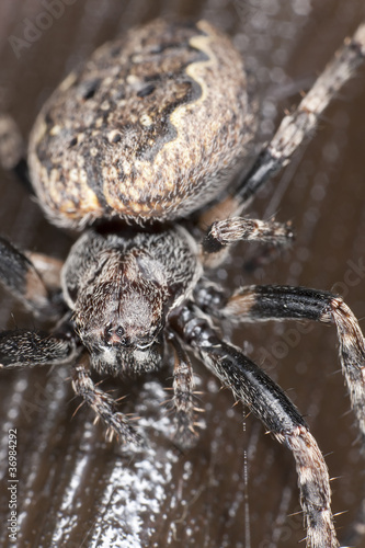 Web spider crawling on wood extreme close-up