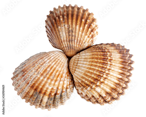 Seashells