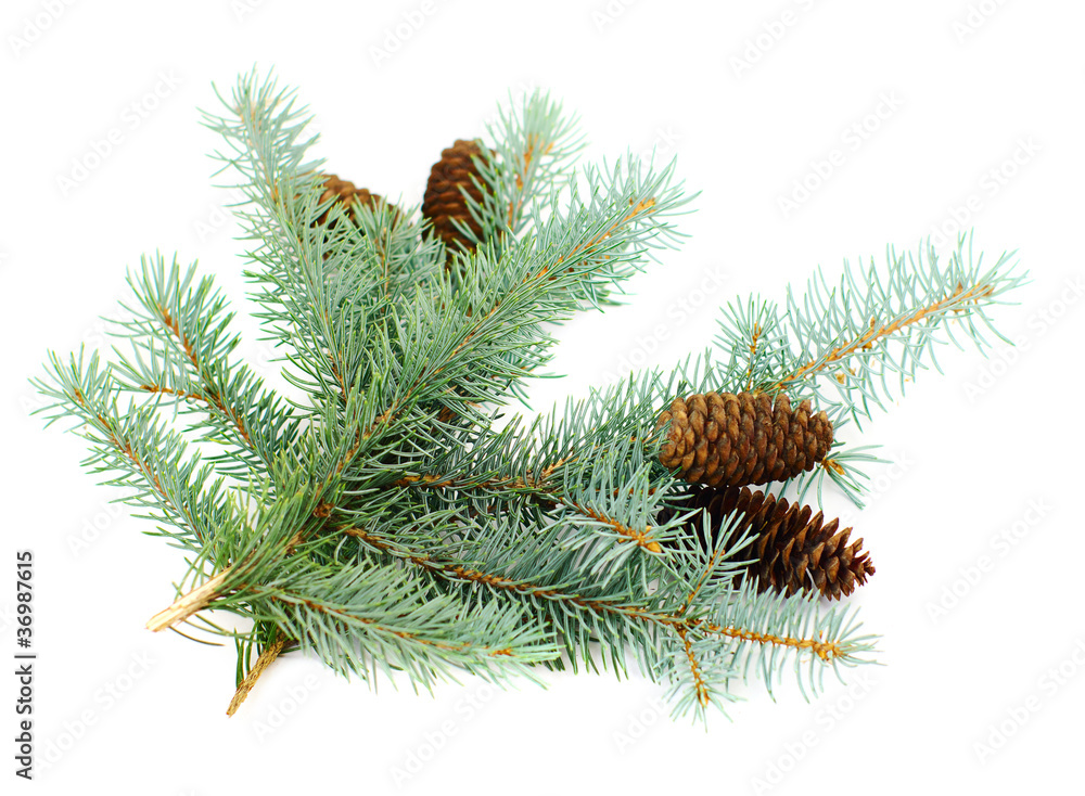 blue fir twigs with cones blue fir twigs with cones