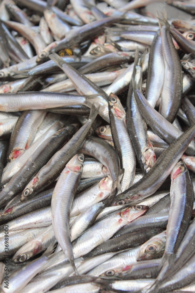 fresh sardines on ice at the fish mongers fresh sardines on ice at the fish mongers
