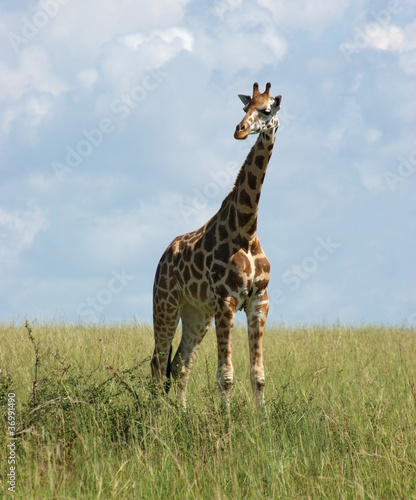 Giraffe in african savannah