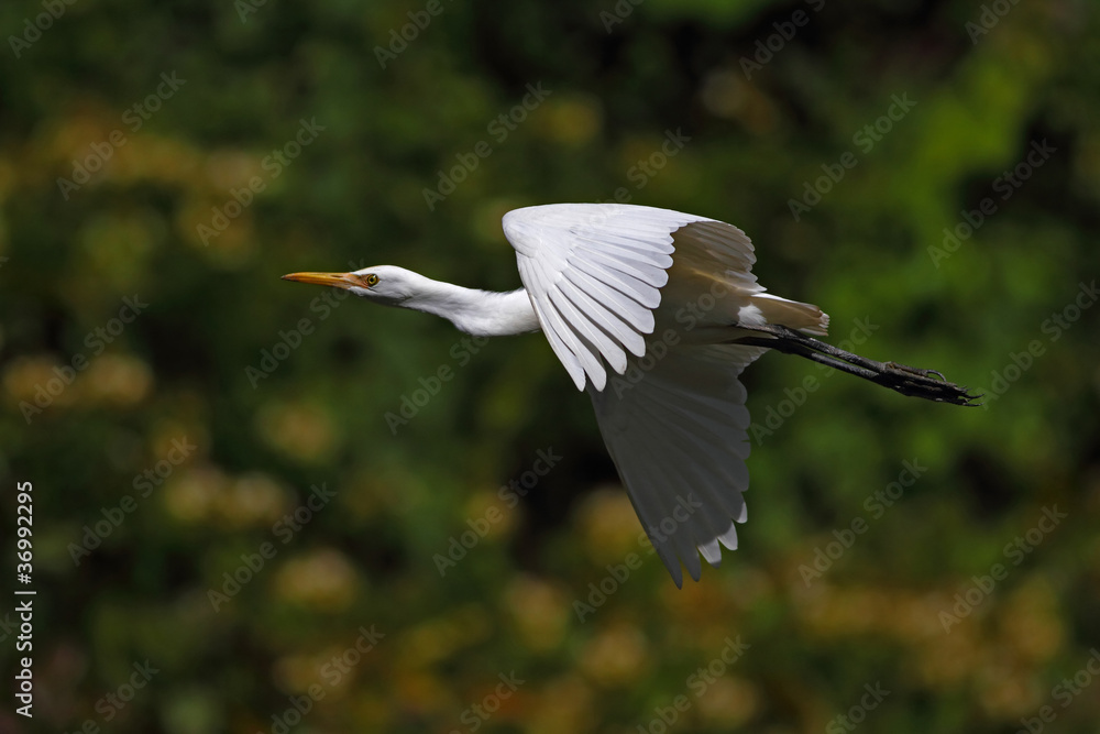 Cattle egret in flight Cattle egret in flight