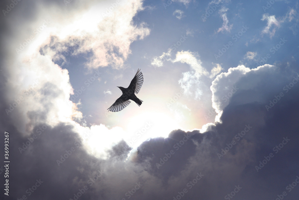 Naklejka Angel Bird in Heaven