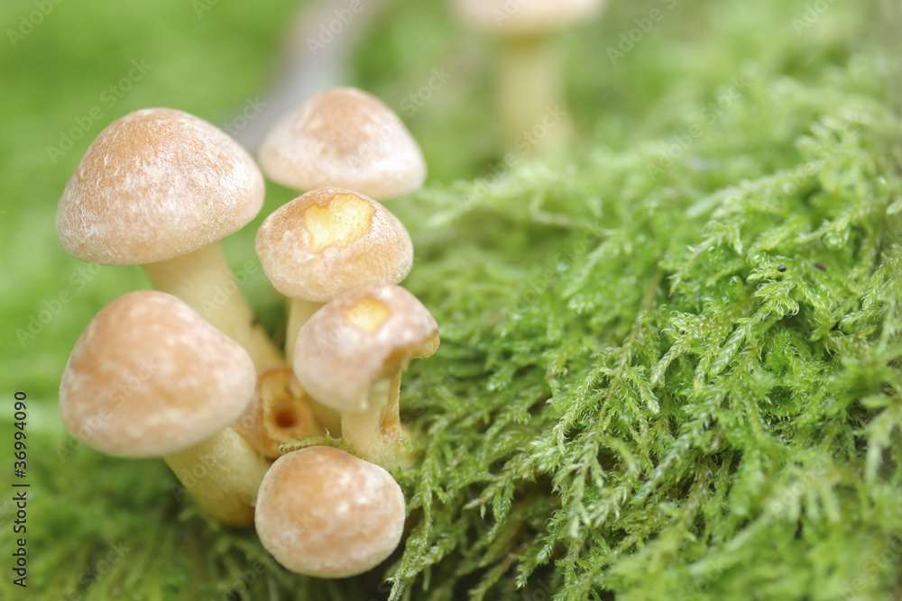 Small Mushroom Toadstools (Armillaria tabescens). Small Mushroom Toadstools (Armillaria tabescens).