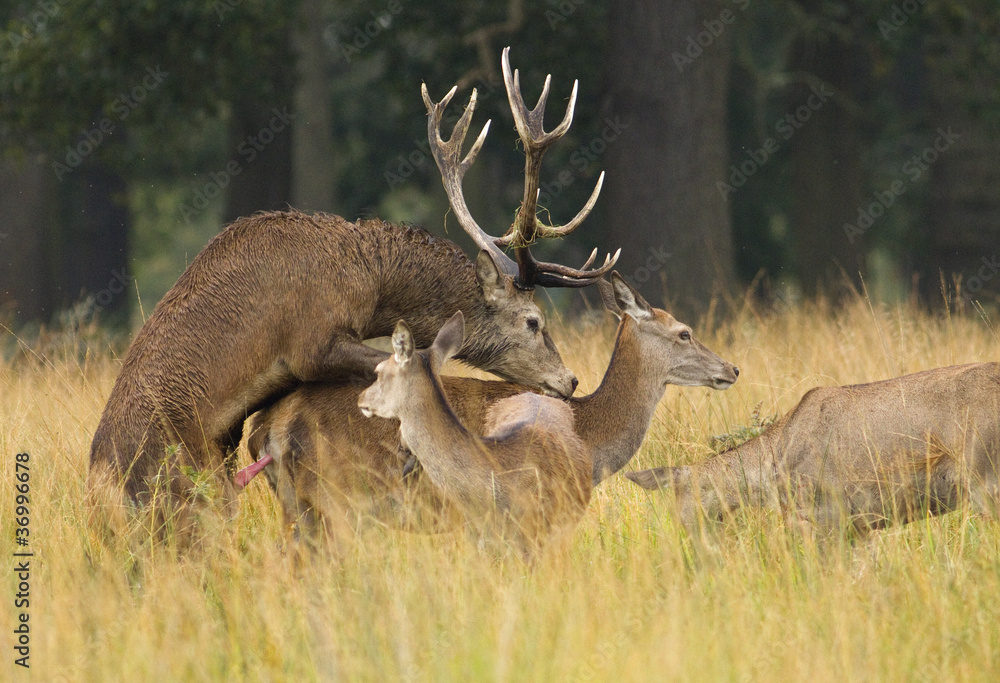 Олени спариваются. Спаривание лосей. Спаривание лосей. Спаривание оленей. Спаривание косуль.