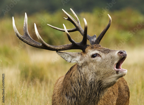 A red deer stag bellowing photo