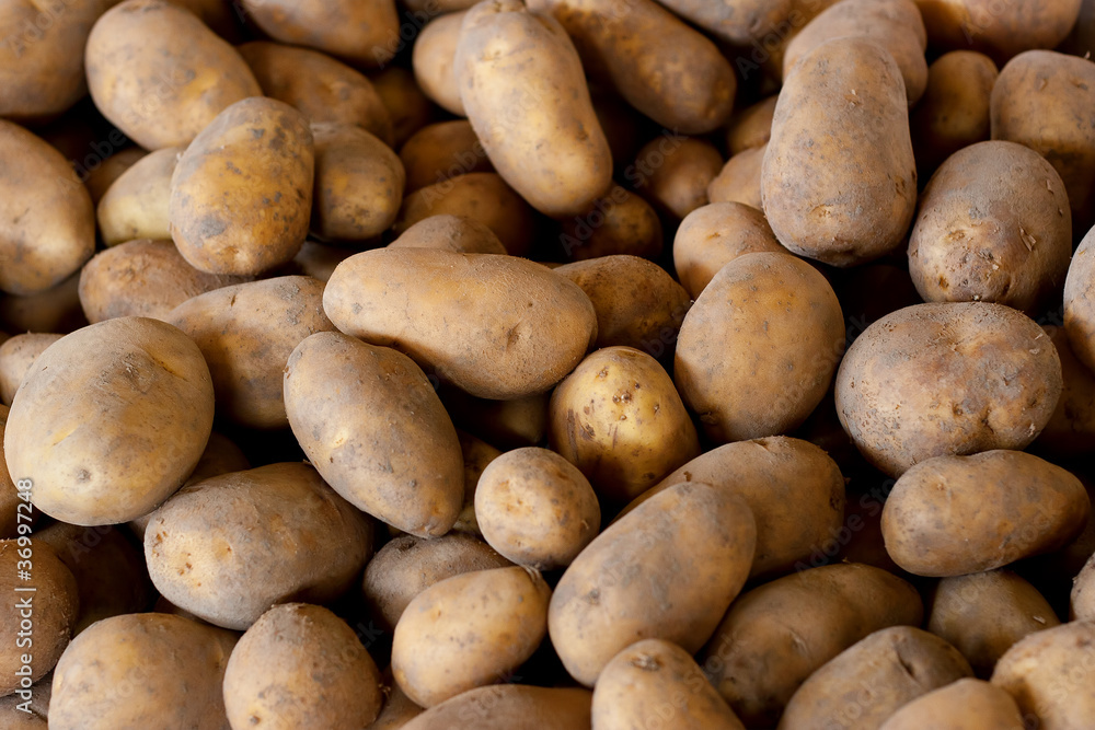 Fresh Pick Potatoes On Sale at Farmers Market Fresh Pick Potatoes On Sale at Farmers Market