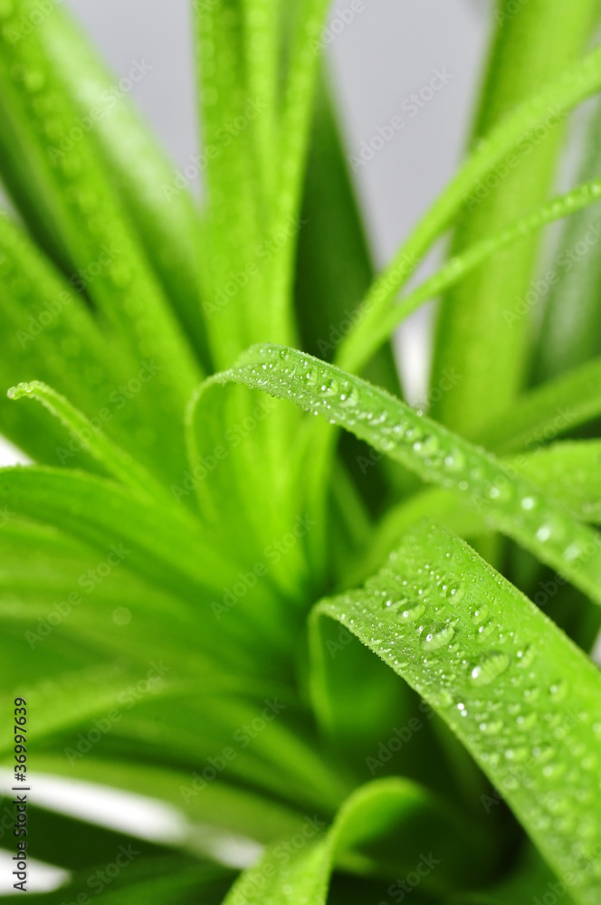 Grashalm Wassertropfen Grashalm Wassertropfen