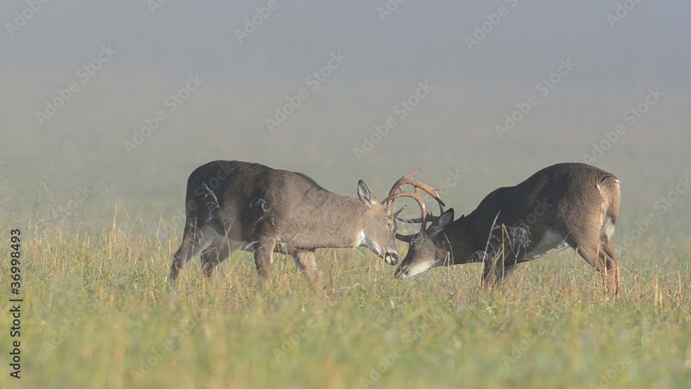 Two whitetailed deer bucks sparring in an open meadow